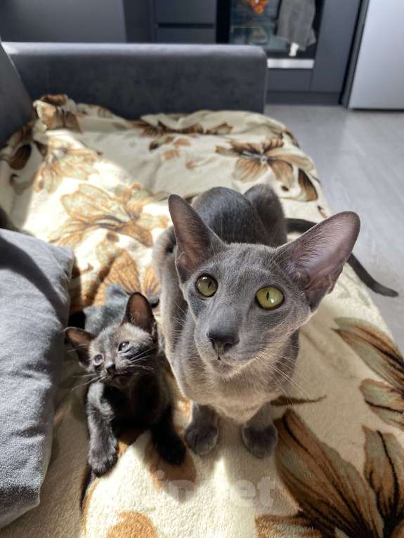 Кошки в Тюмени: Отдам в добрые руки двух ориентальных кошек, один мальчик и девочка они пара Мальчик, Бесплатно - фото 6