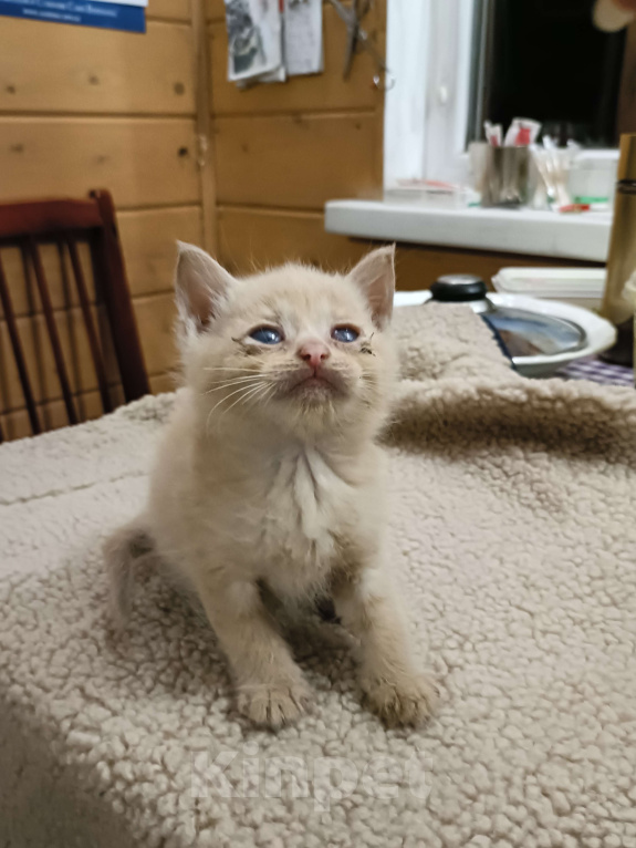 Кошки в других городах Ленинградской области: Мася Девочка, Бесплатно - фото 4