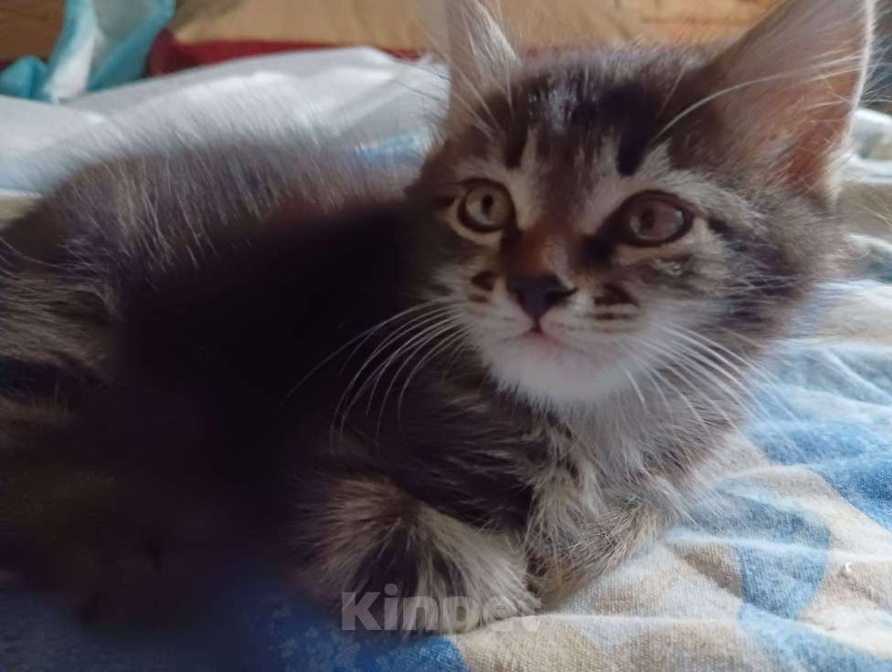 Кошки в Санкт-Петербурге: Котенок Шотландский прямоухий (метис) Мальчик, 2 000 руб. - фото 3