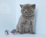 Кошки в Москве: Голубой британский котенок Мальчик, Бесплатно - фото 2