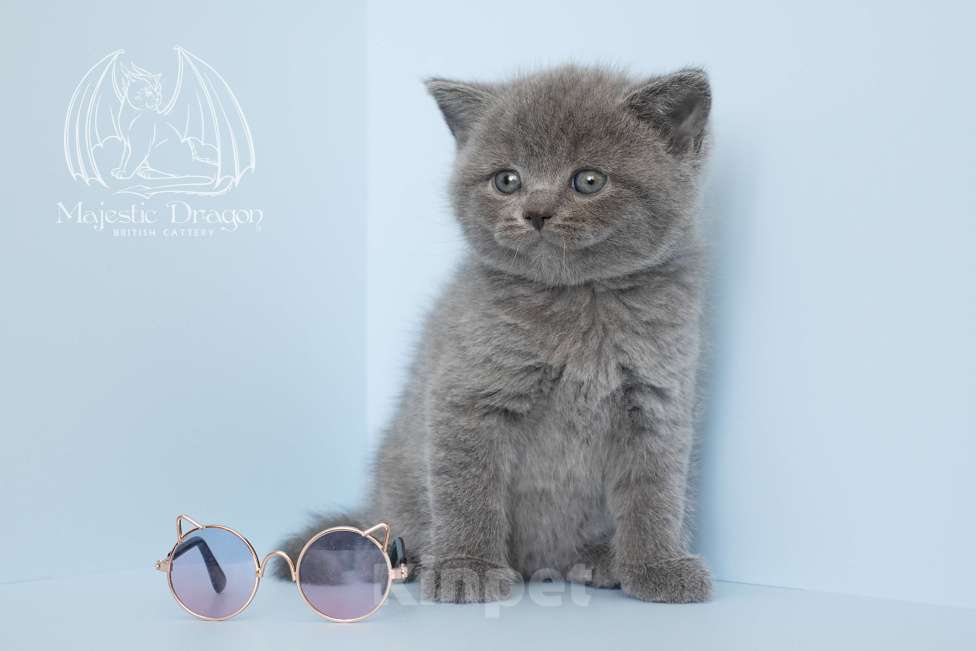 Кошки в Москве: Голубой британский котенок Мальчик, Бесплатно - фото 2