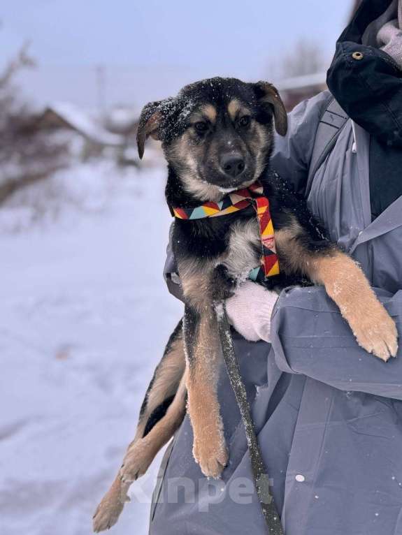 Собаки в Уфе: Щенок Девочка, 300 руб. - фото 3