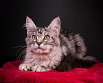 Кошки в Санкт-Петербурге: Котёнок мейн-кун Девочка, 45 000 руб. - фото 1