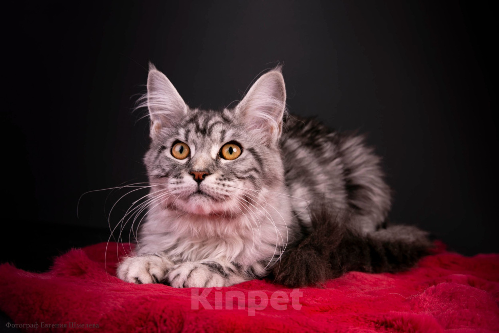Кошки в Санкт-Петербурге: Котёнок мейн-кун Девочка, 45 000 руб. - фото 1
