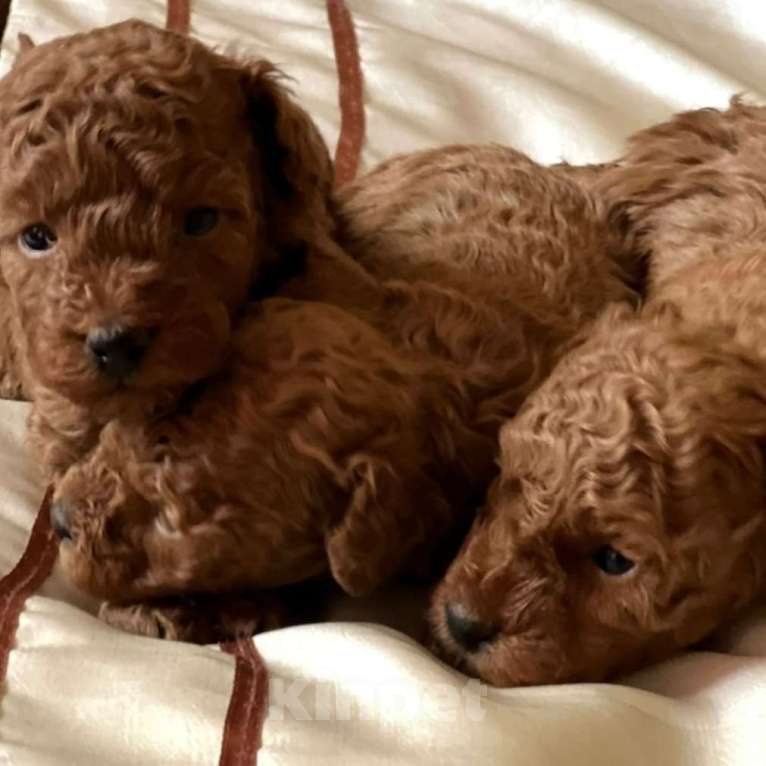 Собаки в Екатеринбурге: Кудрявые малыши  Девочка, 100 000 руб. - фото 1