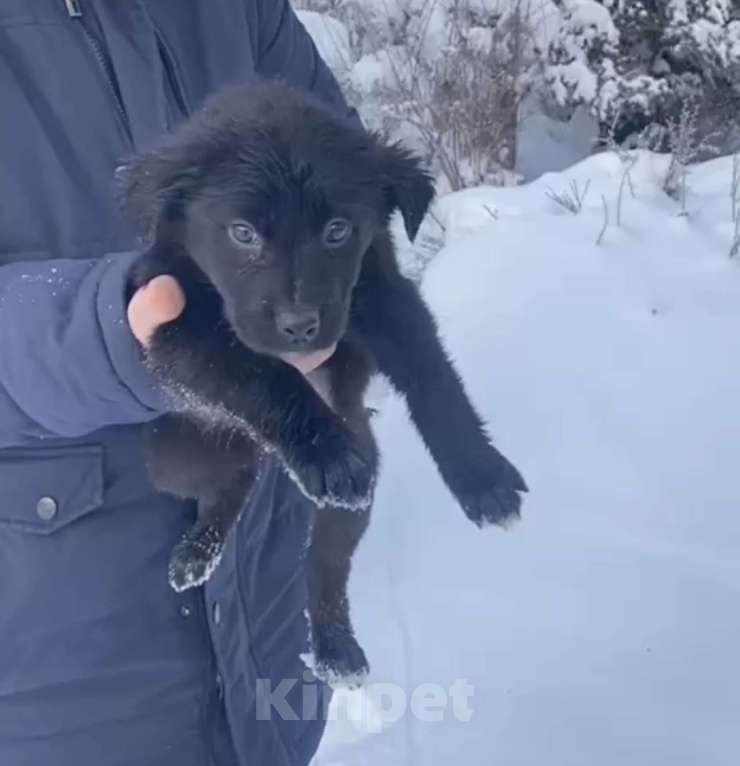 Собаки в Красногорске: Щенок Шанель 1,5 месяца ищет дом  Девочка, Бесплатно - фото 3