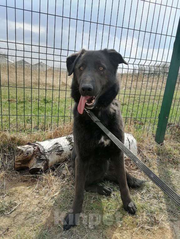 Собаки в Москве: Сури, нежный ребенок из приюта Девочка, Бесплатно - фото 5