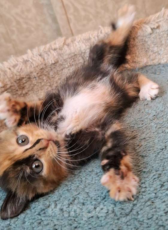 Кошки в Москве: Трехцветный котёнок в добрые руки  Девочка, Бесплатно - фото 3