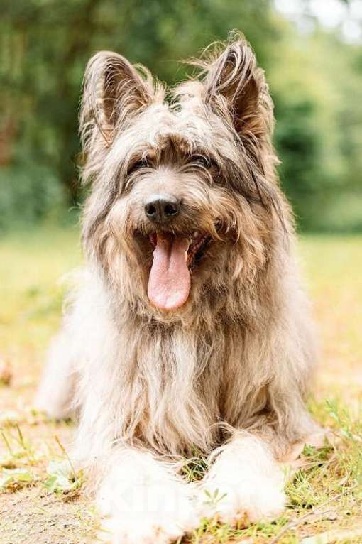 Собаки в Москве: Красивая собака в добрые руки. Девочка, Бесплатно - фото 3