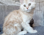 Кошки в Санкт-Петербурге: Кремовый котик мейн-кун  Мальчик, 70 000 руб. - фото 2