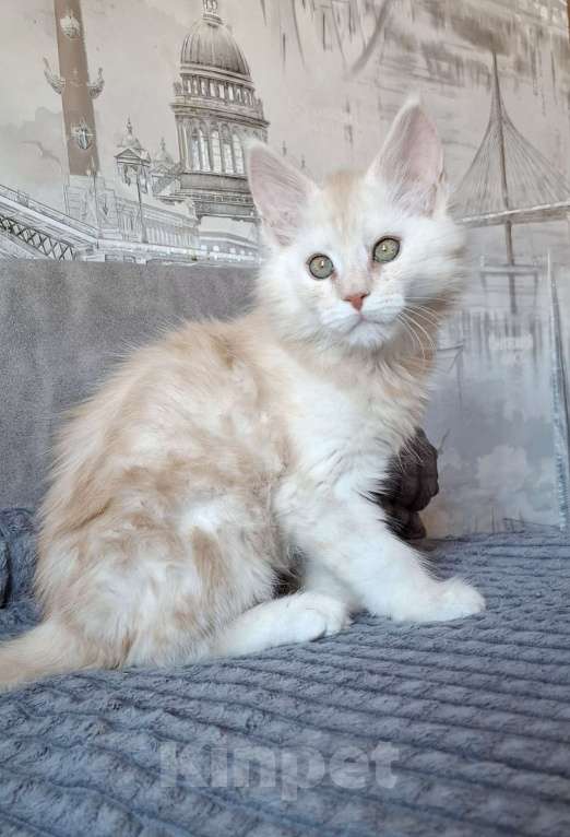 Кошки в Санкт-Петербурге: Кремовый котик мейн-кун  Мальчик, 70 000 руб. - фото 2
