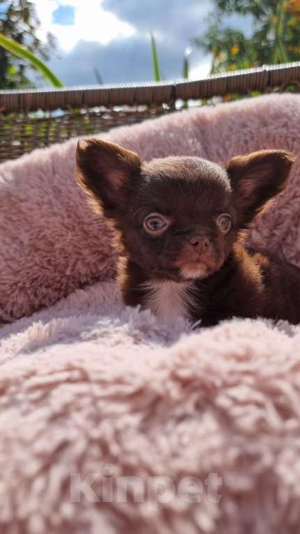 Собаки в Наро-Фоминске: Щенок чихуахуа шоко девочка Девочка, 100 000 руб. - фото 4