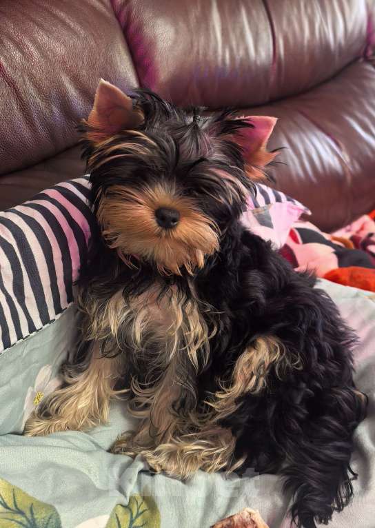 Собаки в других городах Московской области: Девочка йоркширский терьер  Девочка, 60 000 руб. - фото 3