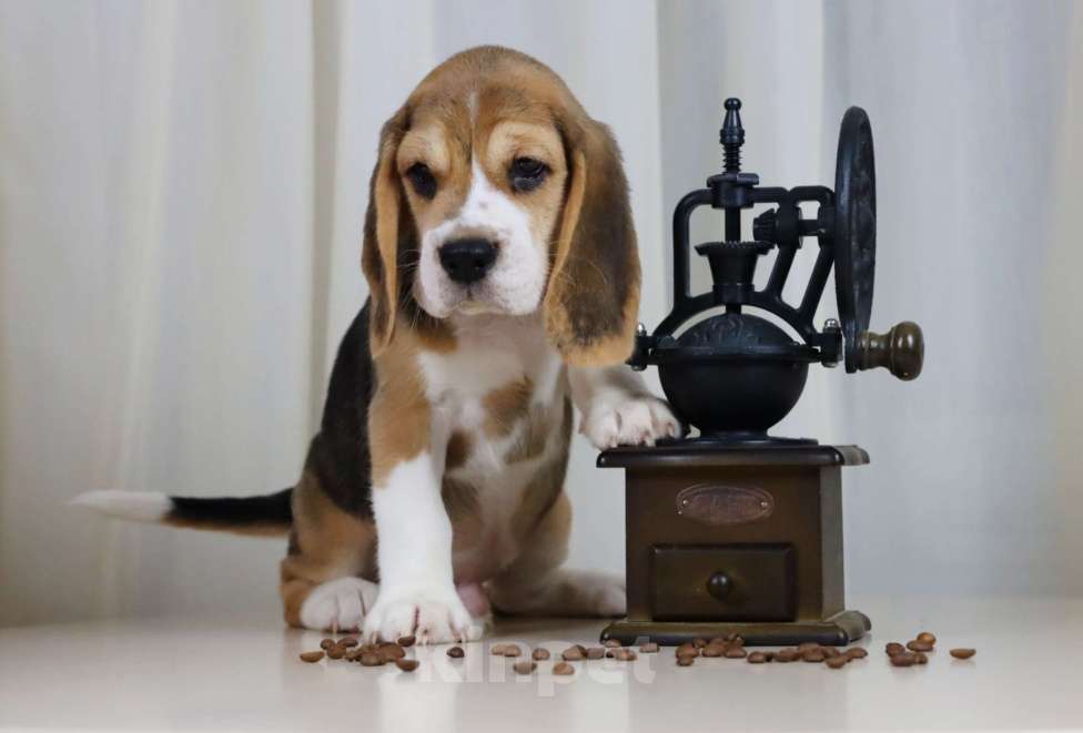 Собаки в Краснодаре: Замечательный малыш бигля  Мальчик, 60 000 руб. - фото 2