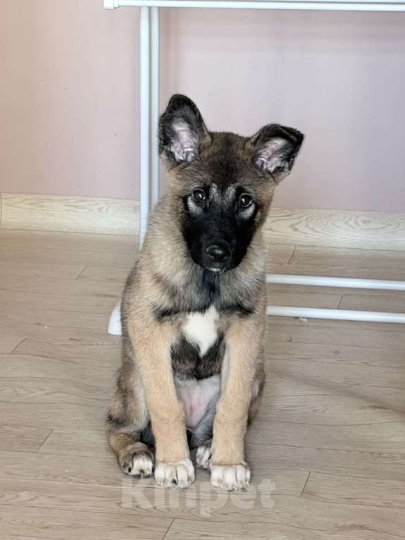 Собаки в Перми: американская акита, щенок Девочка, 1 000 руб. - фото 4