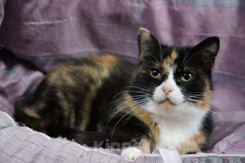 Кошки в Москве: Моночка ищет семью Девочка, Бесплатно - фото 3