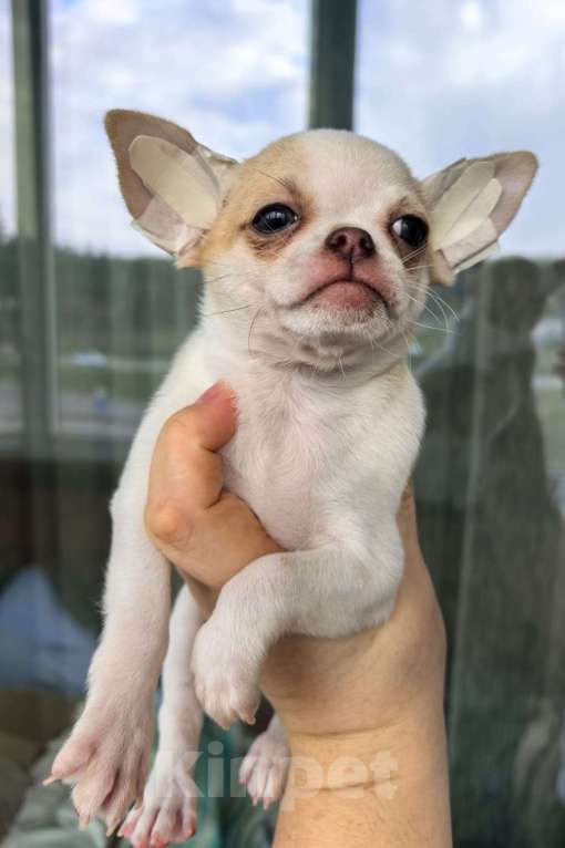Собаки в Воронеже: Мальчик чихуахуа,  Мальчик, 25 000 руб. - фото 2