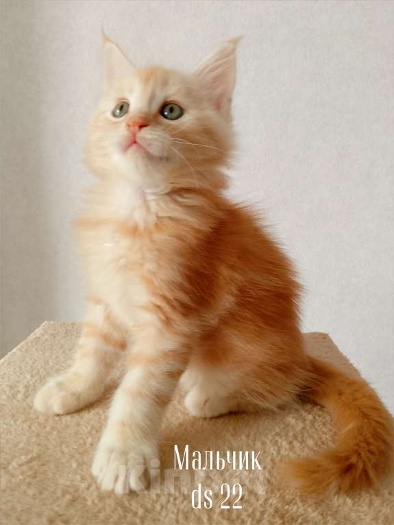 Кошки в Энгельс: Котята Мейн Кун(резерв) Мальчик, 50 000 руб. - фото 2