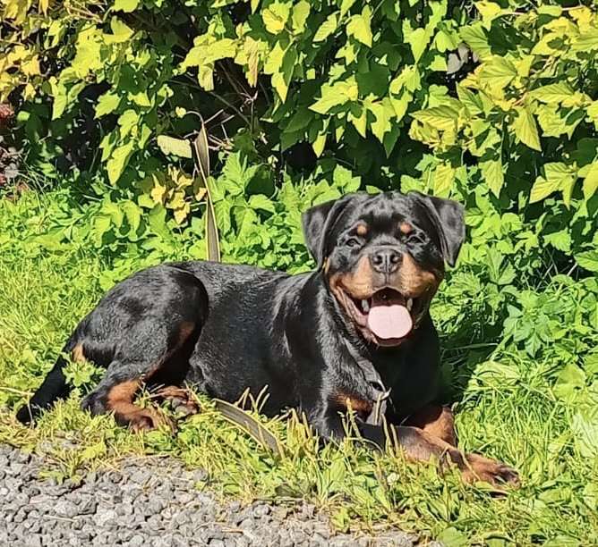 Собаки в других городах Ленинградской области: Подрощенный щенок ротвейлера Мальчик, 60 000 руб. - фото 4