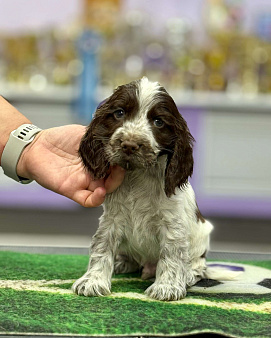 Щенок Английского кокера спаниеля