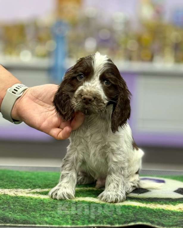 Собаки в Рыбинске: Щенок Английского кокера спаниеля Мальчик, 80 000 руб. - фото 1