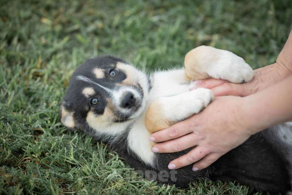 Собаки в Москве: Мира, щенок егоза-непоседа Девочка, Бесплатно - фото 3