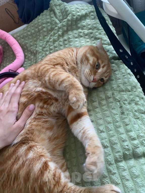 Кошки в Казани: Рыжий толстячок Мальчик, 100 руб. - фото 5
