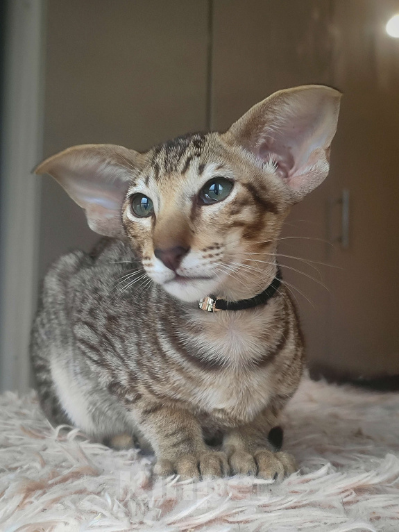 Кошки в Санкт-Петербурге: Ориентальная кошечка Девочка, Бесплатно - фото 9