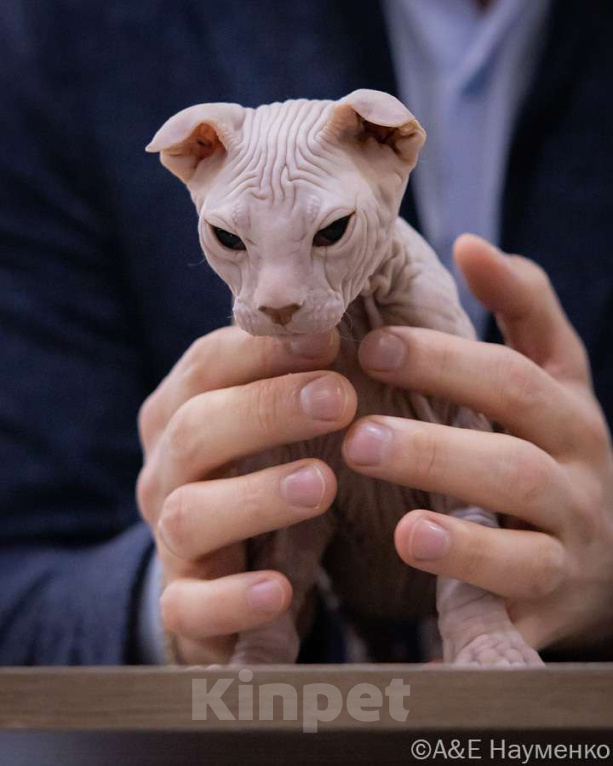 Кошки в Москве: Элитный котенок украинский левкой Мальчик, Бесплатно - фото 3