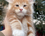 Кошки в Санкт-Петербурге: Котята Мейн Кун  Мальчик, 45 000 руб. - фото 8