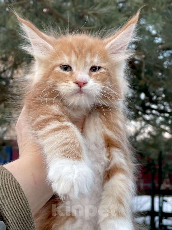 Кошки в Санкт-Петербурге: Котята Мейн Кун  Мальчик, 45 000 руб. - фото 8