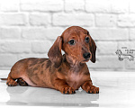 Собаки в Королеве: Добрейший рыже мраморный таксенок Мальчик, 35 000 руб. - фото 4