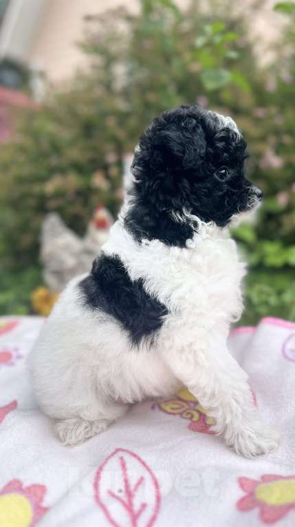 Собаки в Санкт-Петербурге: Девочка Пушон Девочка, 50 000 руб. - фото 2