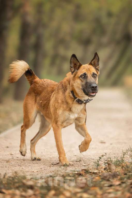 Собаки в Москве: Рыжик Мальчик, Бесплатно - фото 4