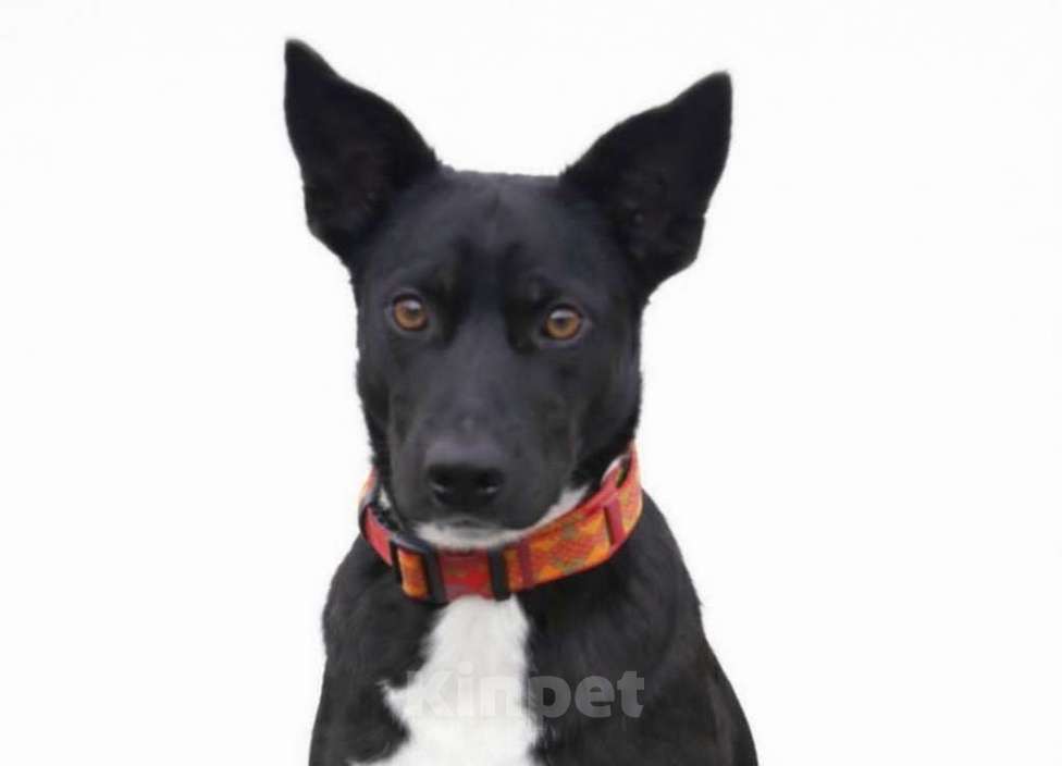 Собаки в Москве: Марси чудесная собака-компаньон ищет дом! Девочка, Бесплатно - фото 1