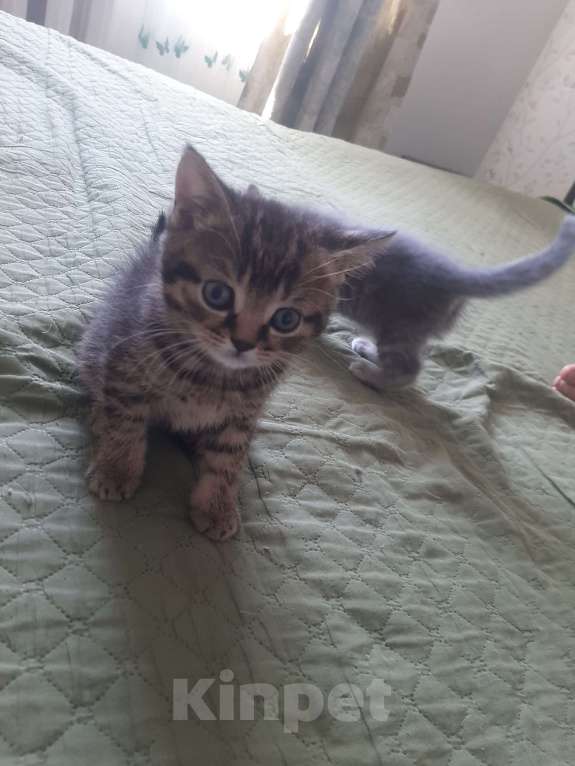 Кошки в Уфе: яина, 2 мальчика и одна девочка, родились 12 апреля, к лотку п Мальчик, 1 000 руб. - фото 1