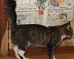 Кошки в Москве: Сибирская кошка полосатая кошка Ватрушка (метис), Бесплатно - фото 3
