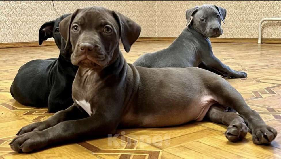 Собаки в других городах Калужской области: Бронь щенка на август,сентябрь от пар Мальчик, 110 000 руб. - фото 7