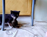 Кошки в других городах Мурманской области: Домашние котята Мальчик, 1 000 руб. - фото 2