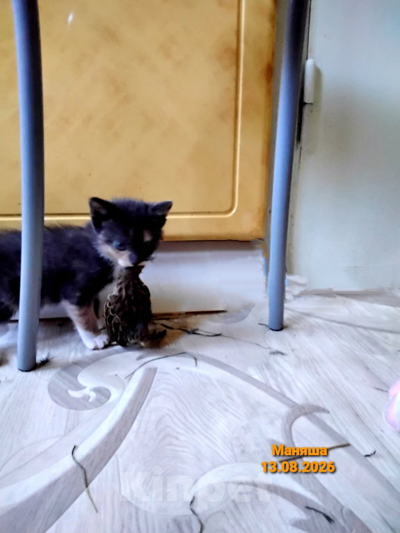 Кошки в других городах Мурманской области: Домашние котята Мальчик, 1 000 руб. - фото 2