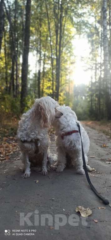 Собаки в Королеве: Веселуха Девочка, Бесплатно - фото 4