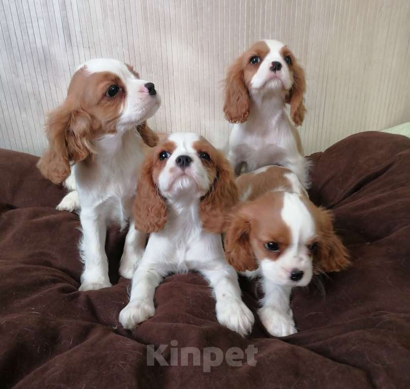 Собаки в Москве: Кавалер Кинг Чарльз спаниель Мальчики Мальчик, 80 000 руб. - фото 4