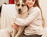 Собаки в Москве: Дольче в поисках дома Девочка, Бесплатно - фото 5