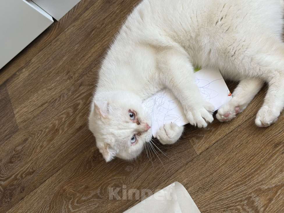 Кошки в Санкт-Петербурге: Кот в добрые руки Мальчик, Бесплатно - фото 1