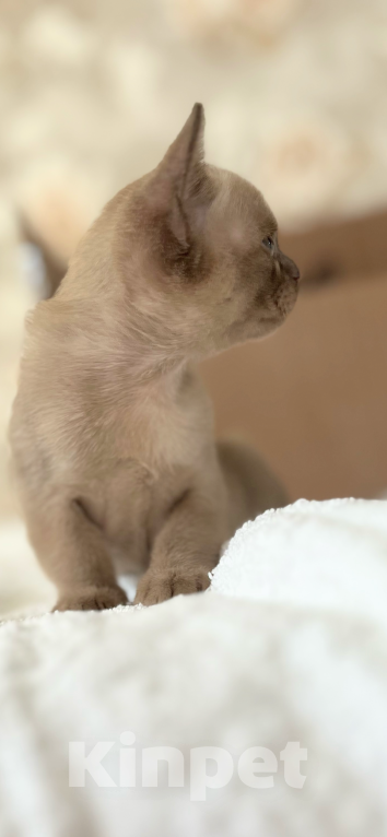 Кошки в Казани: Девчонки Бурмы Девочка, 50 000 руб. - фото 6