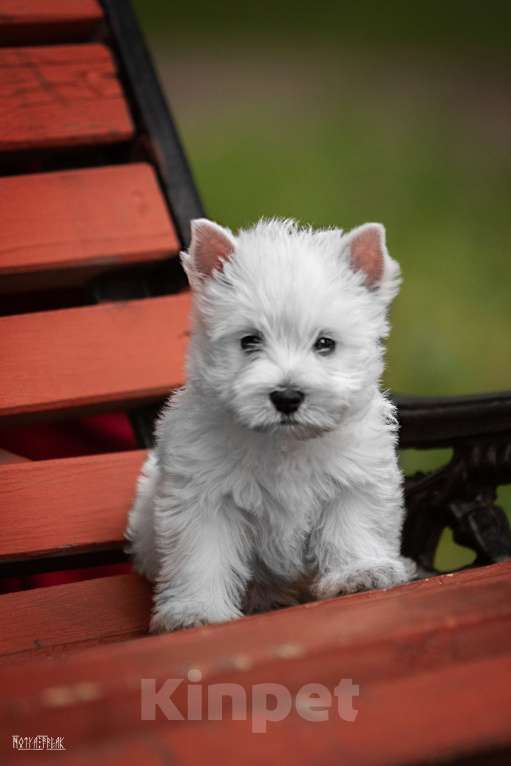 Собаки в Москве: Вест хайленд уайт терьер, щенок РКФ Мальчик, Бесплатно - фото 4