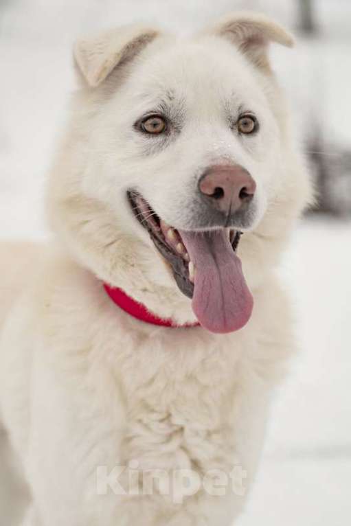 Собаки в Москве: Розовоносый метис лабрадора Бадди в добрые руки Мальчик, Бесплатно - фото 5