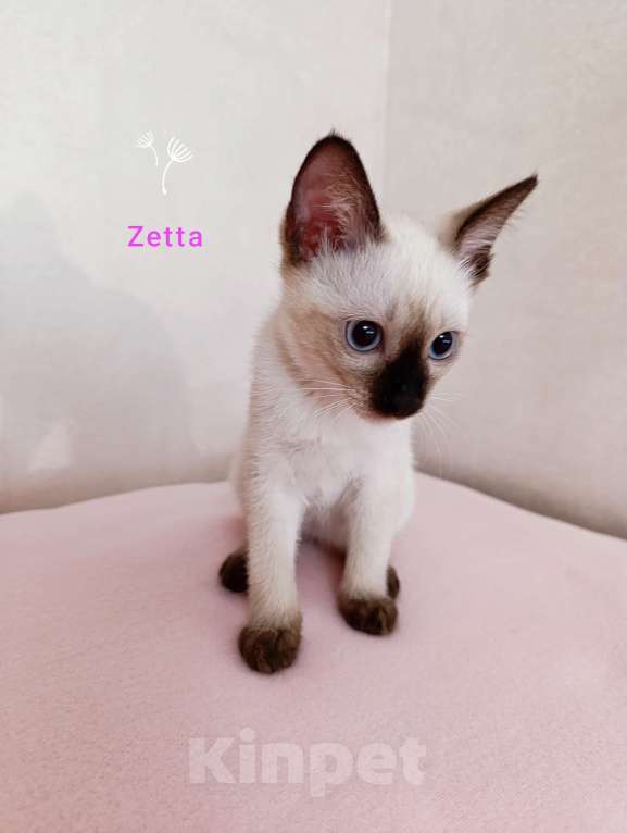 Кошки в Москве: Меконгский бобтейл , котенок  Девочка, 40 000 руб. - фото 2