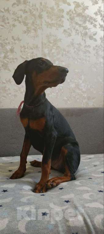 Собаки в Волгограде: Щенки собаки породы Доберман Девочка, 15 000 руб. - фото 2