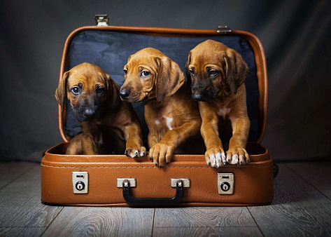 Объявление: требуется папа и мама для 3  щенков  родезийского  риджбека, Бесплатно, Новосибирск